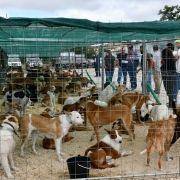 matilhas 2019 3 matilhas 2019 3