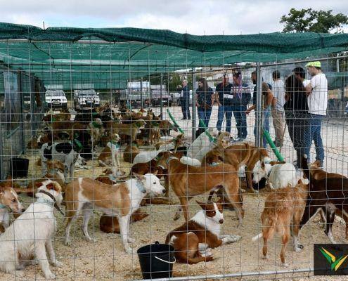 matilhas 2019 3 matilhas 2019 3