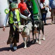 matilhas 2019 30 matilhas 2019 30