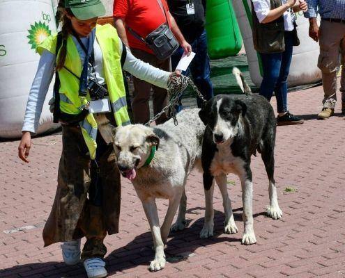 matilhas 2019 30 matilhas 2019 30