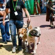 matilhas 2019 31 matilhas 2019 31