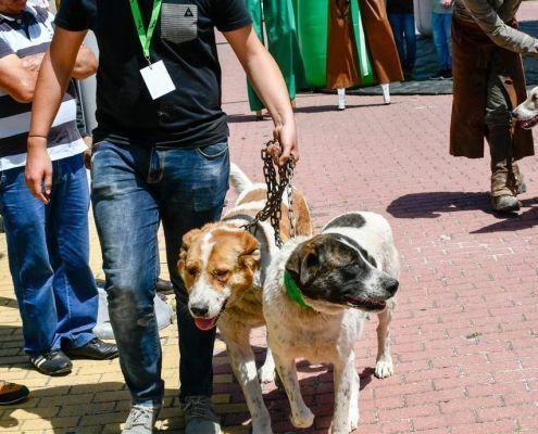 matilhas 2019 31 matilhas 2019 31