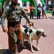 matilhas 2019 32 matilhas 2019 32