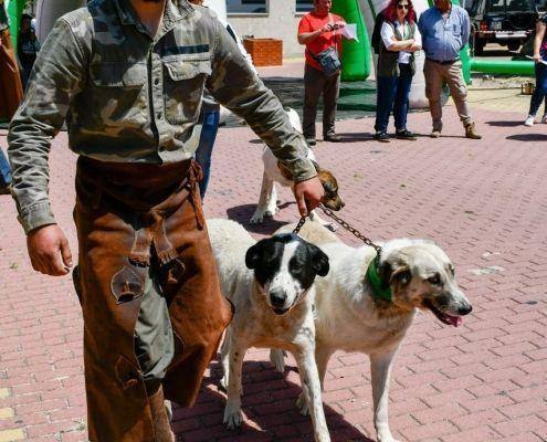 matilhas 2019 32 matilhas 2019 32