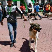 matilhas 2019 33 matilhas 2019 33