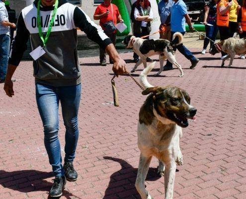 matilhas 2019 33 matilhas 2019 33