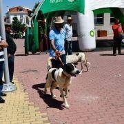 matilhas 2019 34 matilhas 2019 34