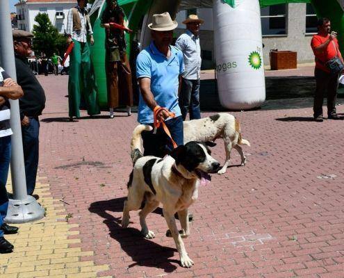 matilhas 2019 34 matilhas 2019 34