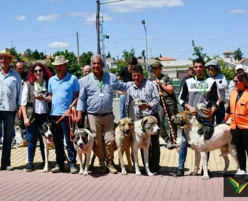 matilhas 2019 35 matilhas 2019 35