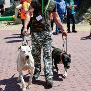 matilhas 2019 36 matilhas 2019 36