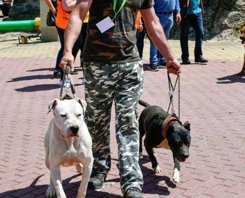 matilhas 2019 36 matilhas 2019 36