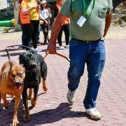 matilhas 2019 37 matilhas 2019 37