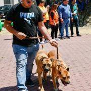 matilhas 2019 38 matilhas 2019 38