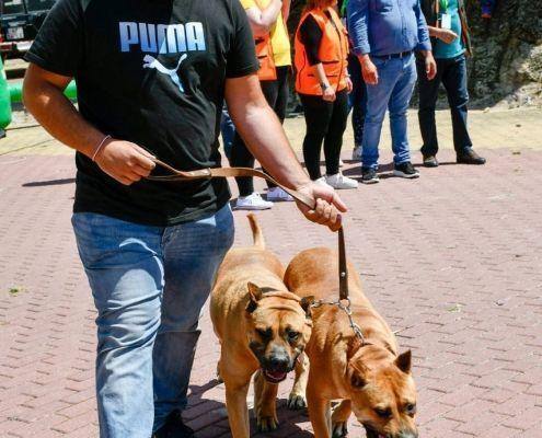 matilhas 2019 38 matilhas 2019 38