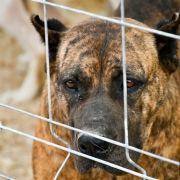 matilhas 2019 4 matilhas 2019 4