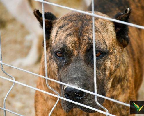 matilhas 2019 4 matilhas 2019 4