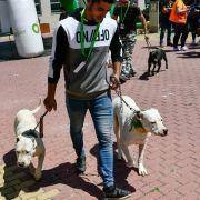 matilhas 2019 40 matilhas 2019 40