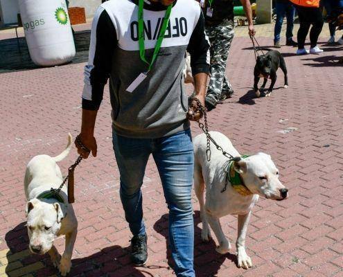 matilhas 2019 40 matilhas 2019 40