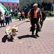 matilhas 2019 44 matilhas 2019 44