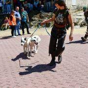 matilhas 2019 45 matilhas 2019 45