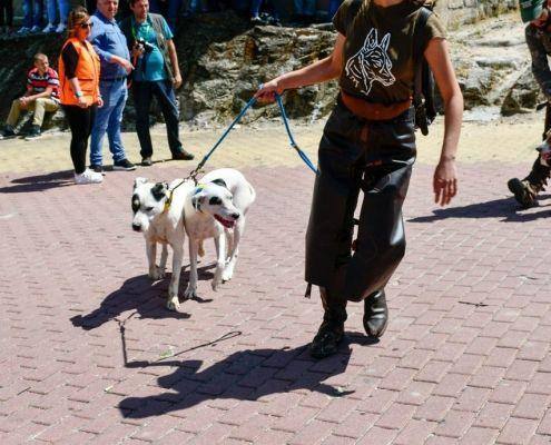 matilhas 2019 45 matilhas 2019 45