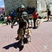 matilhas 2019 46 matilhas 2019 46