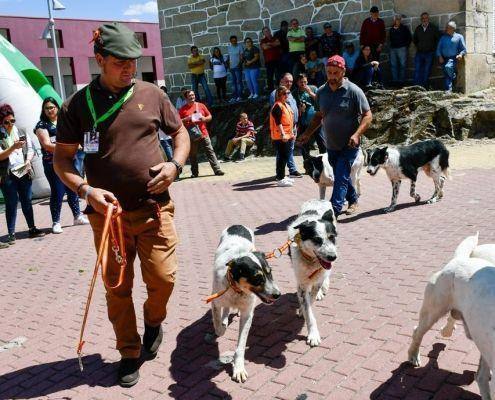 matilhas 2019 47 matilhas 2019 47