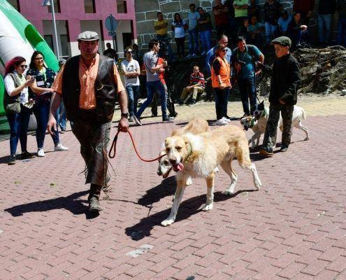 matilhas 2019 48 matilhas 2019 48