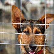 matilhas 2019 5 matilhas 2019 5