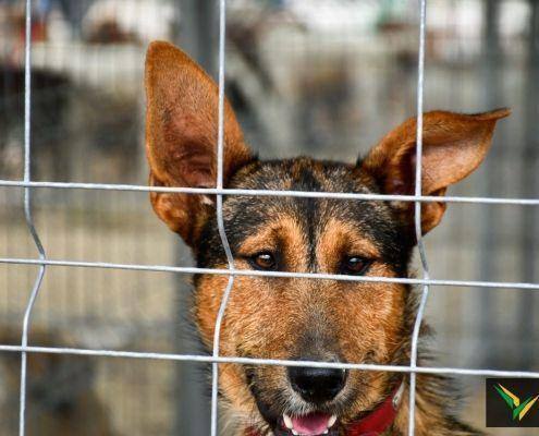 matilhas 2019 5 matilhas 2019 5