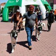 matilhas 2019 50 matilhas 2019 50