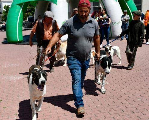 matilhas 2019 50 matilhas 2019 50