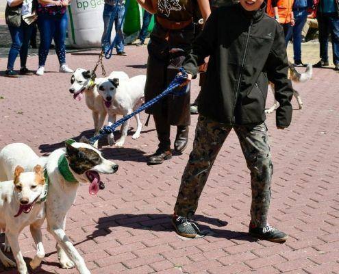 matilhas 2019 51 matilhas 2019 51