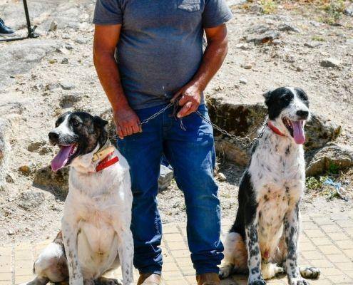 matilhas 2019 52 matilhas 2019 52