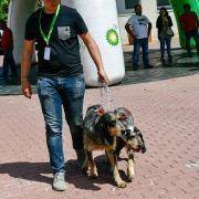 matilhas 2019 55 matilhas 2019 55