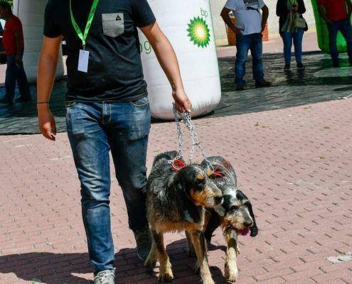 matilhas 2019 55 matilhas 2019 55