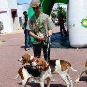 matilhas 2019 56 matilhas 2019 56