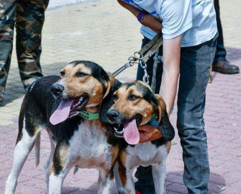 matilhas 2019 58 matilhas 2019 58