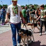 matilhas 2019 61 matilhas 2019 61