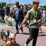 matilhas 2019 62 matilhas 2019 62