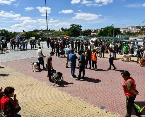 matilhas 2019 64 matilhas 2019 64