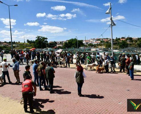 matilhas 2019 65 matilhas 2019 65