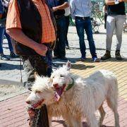 matilhas 2019 67 matilhas 2019 67