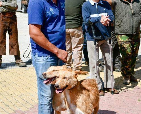 matilhas 2019 68 matilhas 2019 68