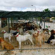 matilhas 2019 7 matilhas 2019 7