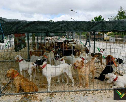 matilhas 2019 7 matilhas 2019 7