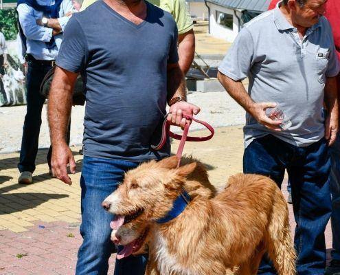 matilhas 2019 70 matilhas 2019 70