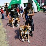 matilhas 2019 74 matilhas 2019 74