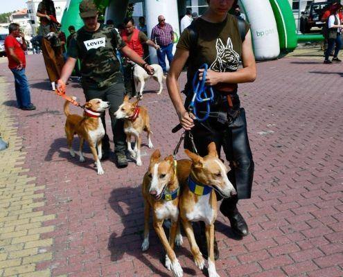 matilhas 2019 74 matilhas 2019 74