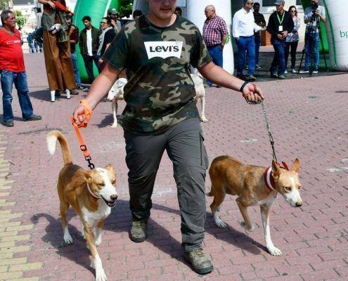 matilhas 2019 75 matilhas 2019 75